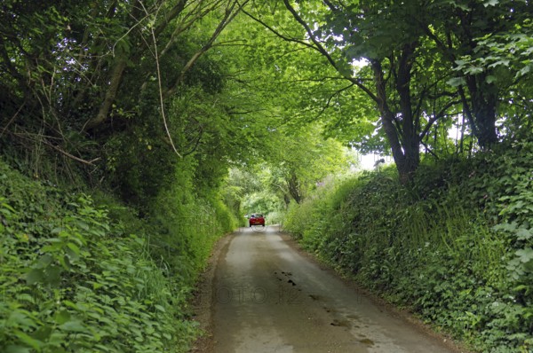 A narrow road leads through a dense green forest in daylight, Cornwall, United Kingdom