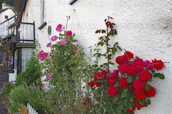 Vivid roses bloom against a white house façade in a picturesque village, Cornwall, United Kingdom