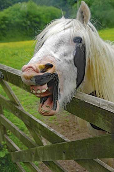 A white horse makes a funny face behind a wooden fence in a green field, humor, Irish Tinker, Cornwall, Great Britain