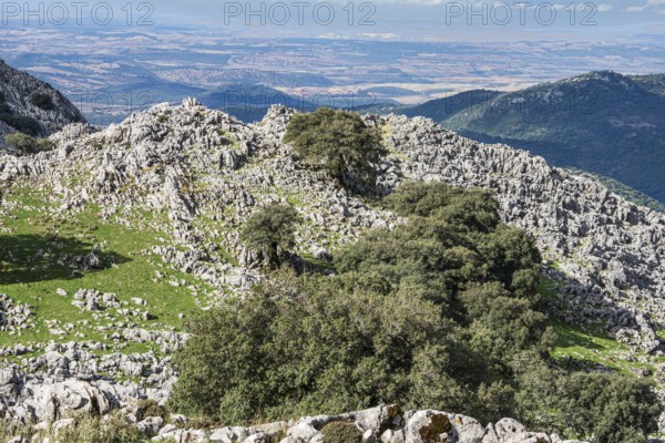 Limestone mountains, mountain range Sierra de Grazalema, Parque natural de la Sierra de Grazalema, Andalusia, Spain