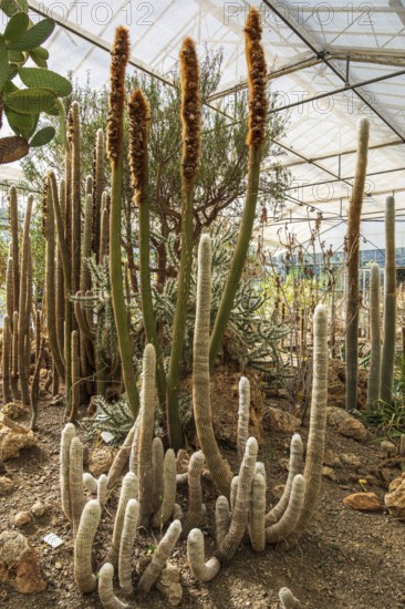 Cultivation of cacti, greenhouse, botanical garden, Cactus y Otras Suculentas 'Mora i Bravard', village Casarabonela, Andalusia, Spain
