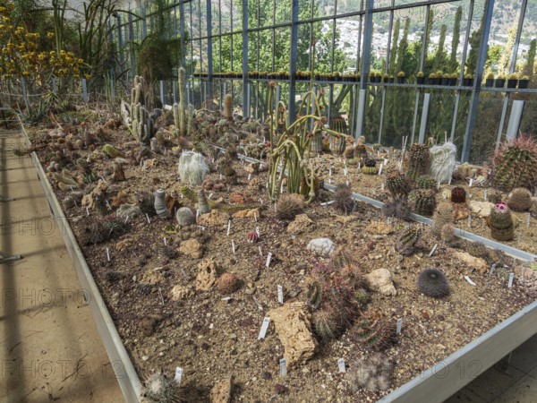 Cultivation of cacti, greenhouse, botanical garden, Cactus y Otras Suculentas 'Mora i Bravard', village Casarabonela, Andalusia, Spain