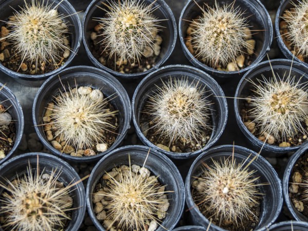 Cultivation of cacti, botanical garden, Cactus y Otras Suculentas 'Mora i Bravard', village Casarabonela, Andalusia, Spain