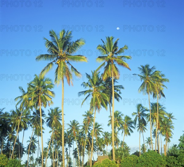 Moon and palm trees on Mikadi Beach, Dar es-Salaam, Tanzania, Africa, June 2000, vintage, retro, old, historic