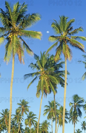 Moon and palm trees on Mikadi Beach, Dar es-Salaam, Tanzania, Africa, June 2000, vintage, retro, old, historic