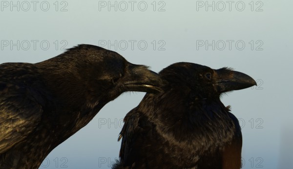 Raven (Corvus corax), social body plough, semi-desert, Fuerteventura, Spain