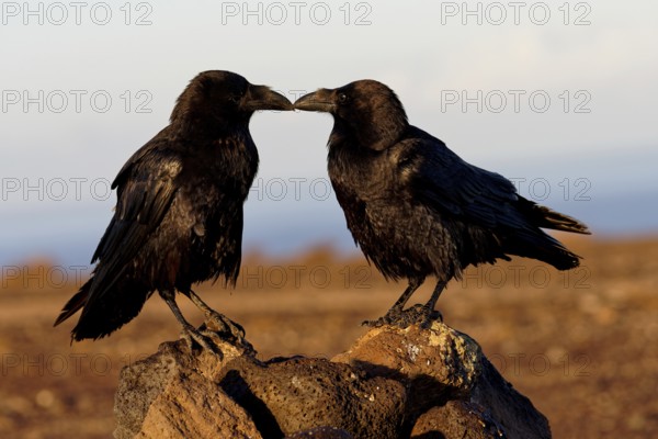 Raven (Corvus corax), pair, semi-desert, Fuerteventura, Spain