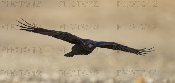 Raven (Corvus corax), flight, semi-desert, Fuerteventura, Spain