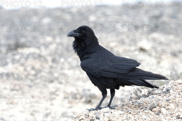Common raven (Corvus corax) Semi-desert, Fuerteventura, Spain