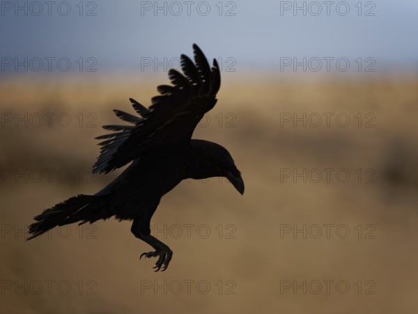 Raven (Corvus corax), backlight, silhouette, Fuerteventura, Spain