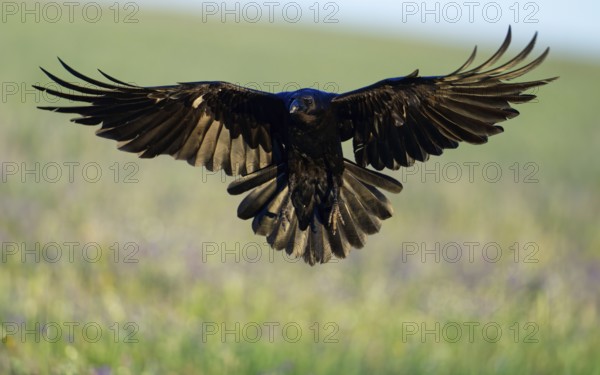 Raven (Corvus corax), flight, Extremadura, Spain