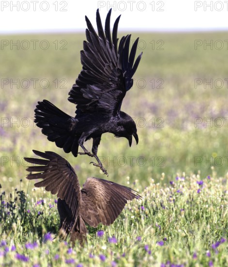 Raven (Corvus corax) attacking a black kite, Extremadura, Spain