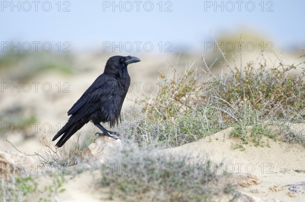 Raven (Corvus corax) cliffs, Fuerteventura, Spain