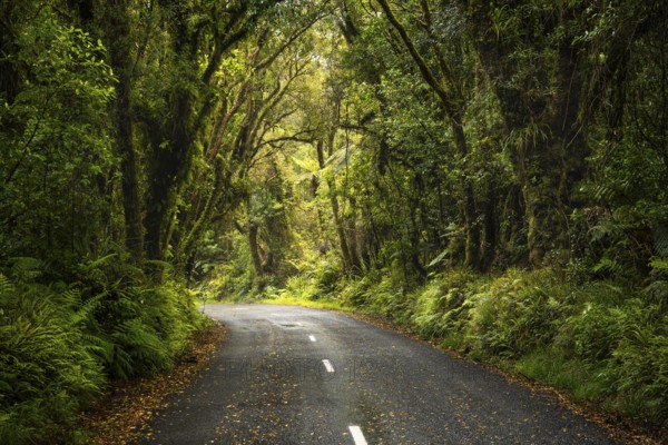 Road to North Egmont Visitor Centre. Forest with gnarled trees, mosses, ferns and lichens. Egmont National Park, Taranaki Region, North Island, New Zealand