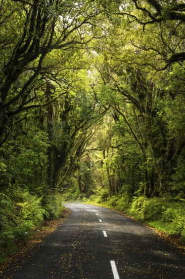 Road to North Egmont Visitor Centre. Forest with gnarled trees, mosses, ferns and lichens. Egmont National Park, Taranaki Region, North Island, New Zealand