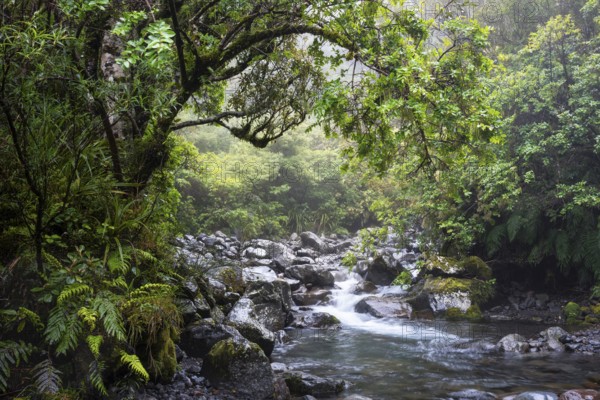 The Kapuni Stream river in the Dawson Falls area, with trees and ferns. Egmont National Park, Taranaki Region, North Island, New Zealand