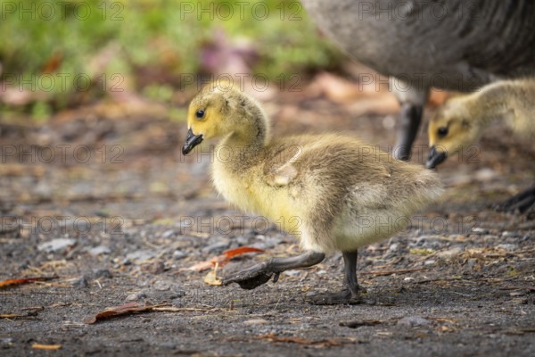 Canada goose (Branta canadensis), chick. Lake Mangamahoe, North Island, New Zealand