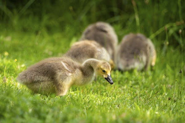 Canada goose (Branta canadensis), chicks in a meadow. Lake Mangamahoe, North Island, New Zealand