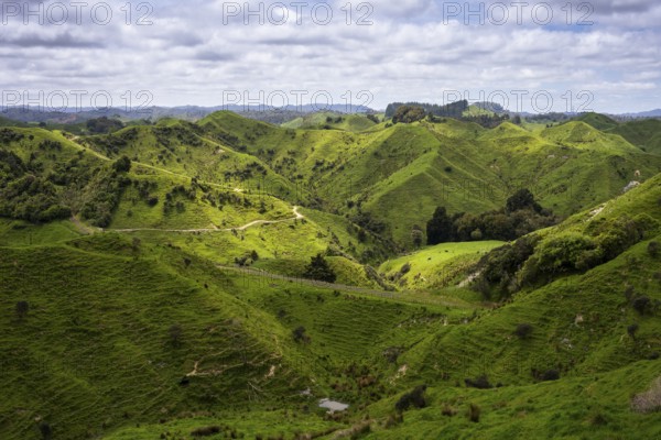 Hilly landscape with meadows along State Highway 43 (SH 43), also known as the Forgotten World Highway. North Island, New Zealand