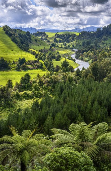 Piriaka Lookout, views of the countryside with meadows, hills, trees, ferns and the Whanganui River. Manunui, North Island, New Zealand