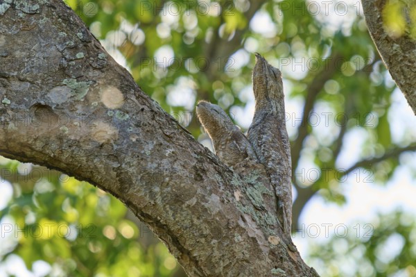 Bird with young bird the tree shape in the sunlight, surrounded by green foliage, Giant day dormouse (Nyctibius grandis), Pantanal, UNESCO Biosphere Reserve, World Heritage Site, Mato Grosso, Brazil