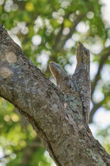 In the sunlight, a bird with a young bird rests on a tree trunk, framed by green foliage, giant day dormouse (Nyctibius grandis), Pantanal, UNESCO Biosphere Reserve, World Heritage Site, Mato Grosso, Brazil