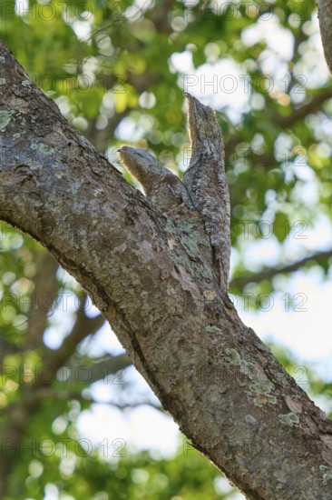 Bird with juvenile perfectly camouflaged on a tree trunk in the midst of summer greenery, giant day dormouse (Nyctibius grandis), Pantanal, UNESCO Biosphere Reserve, World Heritage Site, Mato Grosso, Brazil