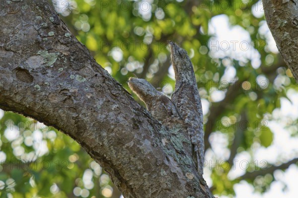 A well camouflaged bird with juvenile resting on a tree trunk with green foliage in the background, giant day dormouse (Nyctibius grandis), Pantanal, UNESCO Biosphere Reserve, World Heritage Site, Mato Grosso, Brazil
