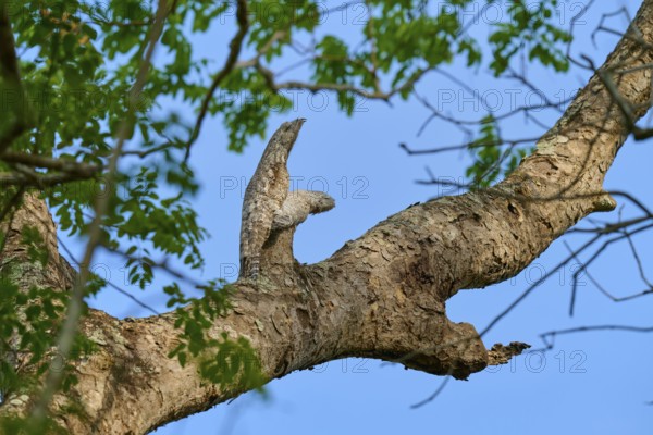 Bird with juvenile on a high branch, subtly camouflaged against the blue sky and green leaves, giant day dormouse (Nyctibius grandis), Pantanal, UNESCO Biosphere Reserve, World Heritage Site, Mato Grosso, Brazil