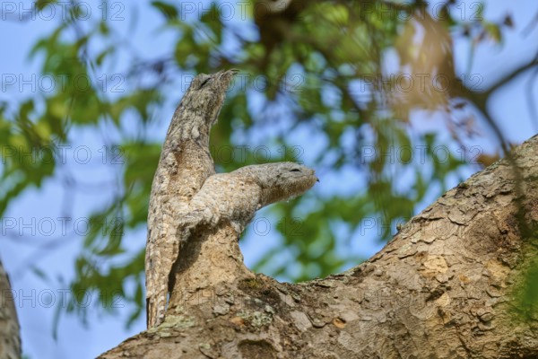 Bird with juvenile, matching the colour of the tree bark, surrounded by light-flooded foliage, giant day dormouse (Nyctibius grandis), Pantanal, UNESCO Biosphere Reserve, World Heritage Site, Mato Grosso, Brazil