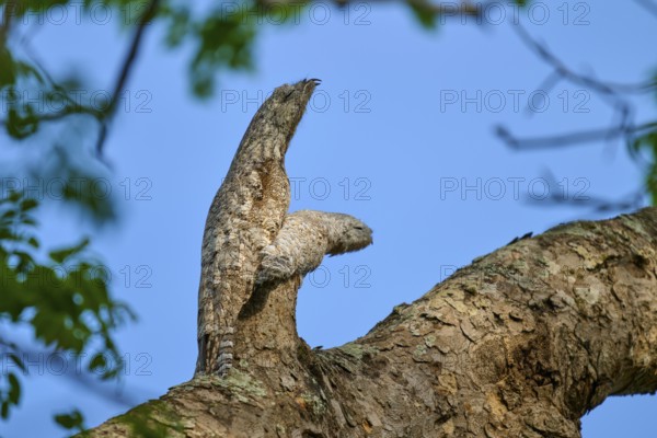 Well camouflaged bird with juvenile on a tree branch, melting into the bark under a blue sky, giant day dormouse (Nyctibius grandis), Pantanal, UNESCO Biosphere Reserve, World Heritage Site, Mato Grosso, Brazil