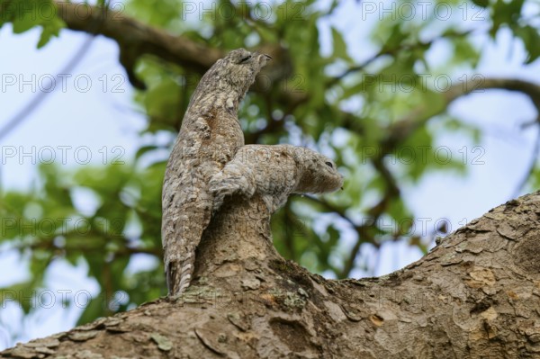Bird with juvenile camouflaged on a branch, blending into the bark, with green foliage in the background, giant day dormouse (Nyctibius grandis), Pantanal, UNESCO Biosphere Reserve, World Heritage Site, Mato Grosso, Brazil