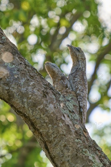 A bird with young bird camouflaged on a tree trunk in the sunlight, framed by green foliage, giant day dormouse (Nyctibius grandis), Pantanal, UNESCO Biosphere Reserve, World Heritage Site, Mato Grosso, Brazil