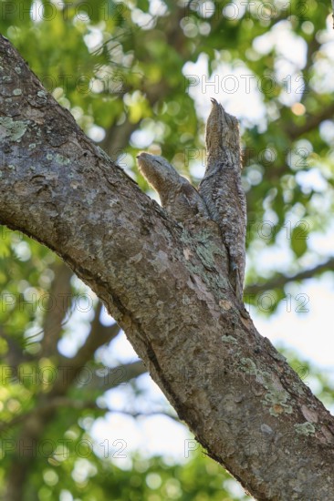 A bird with young bird sits well camouflaged on a tree trunk surrounded by green leaves, giant day dormouse (Nyctibius grandis), Pantanal, UNESCO Biosphere Reserve, World Heritage Site, Mato Grosso, Brazil