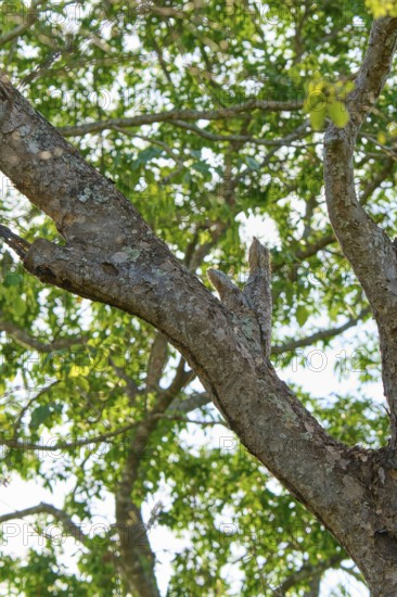 A well camouflaged bird with juvenile sits high in a tree with green foliage all around, giant day dormouse (Nyctibius grandis), Pantanal, UNESCO Biosphere Reserve, World Heritage Site, Mato Grosso, Brazil