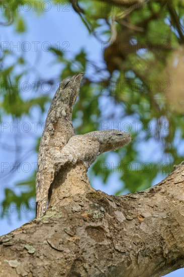 Bird with young bird on a tree branch, seemingly invisible due to its camouflage, under sunlight, giant day dormouse (Nyctibius grandis), Pantanal, UNESCO Biosphere Reserve, World Heritage Site, Mato Grosso, Brazil