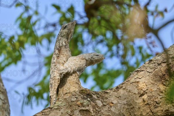 Well camouflaged bird with juvenile on a tree, their colours blend in with the bark and leafy surroundings, giant day dormouse (Nyctibius grandis), Pantanal, UNESCO Biosphere Reserve, World Heritage Site, Mato Grosso, Brazil