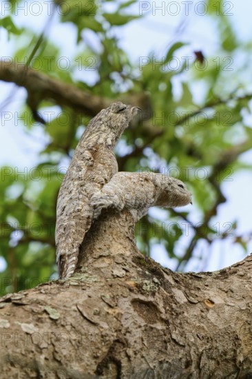 Camouflage birds Bird with young bird on a tree branch, barely visible against the bark, surrounded by green leaves, giant day dormouse (Nyctibius grandis), Pantanal, UNESCO Biosphere Reserve, World Heritage Site, Mato Grosso, Brazil