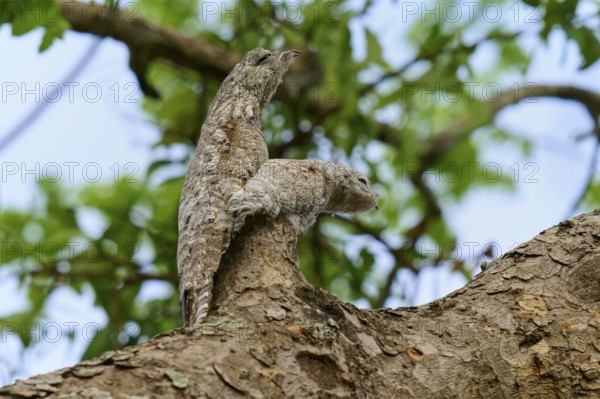 Bird with young bird perfectly camouflaged on a tree in front of a clear sky, giant day dormouse (Nyctibius grandis), Pantanal, UNESCO Biosphere Reserve, World Heritage Site, Mato Grosso, Brazil