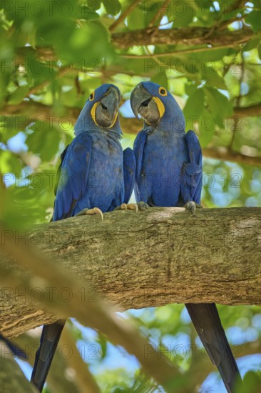 Two Hyacinth Macaws interacting on a branch, surrounded by vivid green leaves, Hyacinth Macaw (Anodorhynchus hyacinthinus), Pantanal, UNESCO Biosphere Reserve, World Heritage Site, Mato Grosso, Brazil