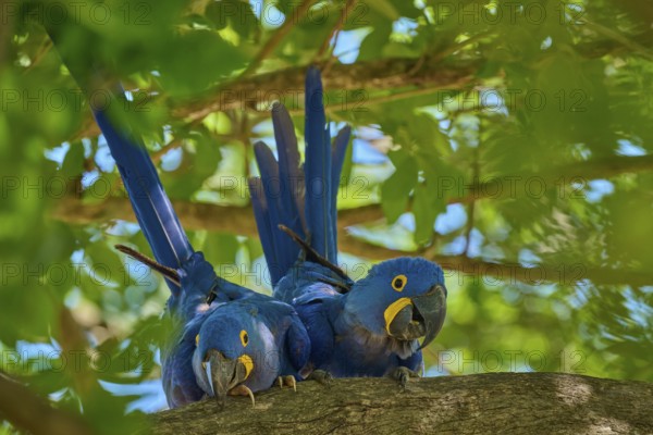 Two peaceful Hyacinth Macaws on a branch, surrounded by fresh green foliage in a tropical environment, Hyacinth Macaw (Anodorhynchus hyacinthinus), Pantanal, UNESCO Biosphere Reserve, World Heritage Site, Mato Grosso, Brazil
