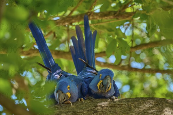 Two Hyacinth Macaws on a tree branch, embedded in a natural, green environment, Hyacinth Macaw (Anodorhynchus hyacinthinus), Pantanal, UNESCO Biosphere Reserve, World Heritage Site, Mato Grosso, Brazil