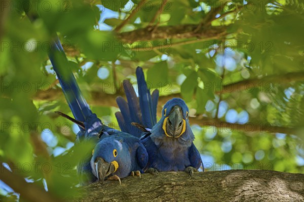 Two Hyacinth Macaws enjoying the surroundings on a tree branch, surrounded by green canopy, Hyacinth Macaw (Anodorhynchus hyacinthinus), Pantanal, UNESCO Biosphere Reserve, World Heritage Site, Mato Grosso, Brazil