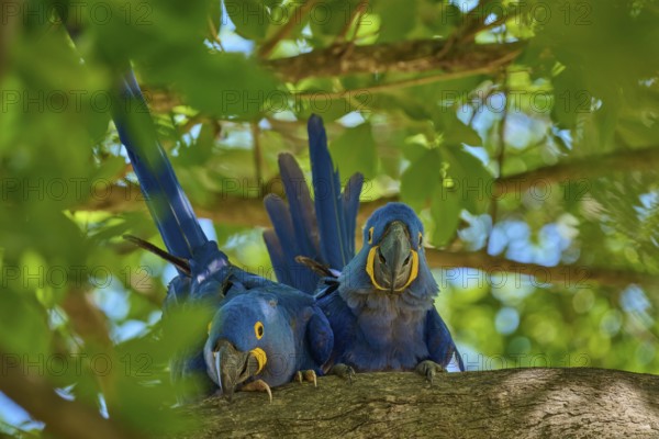 Two Hyacinth Macaws on a tree branch, surrounded by bright, sunny jungle foliage, Hyacinth Macaw (Anodorhynchus hyacinthinus), Pantanal, UNESCO Biosphere Reserve, World Heritage Site, Mato Grosso, Brazil
