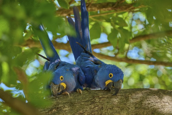 Two blue hyacinth macaws sitting on a branch, surrounded by green nature and bright sunlight, Hyacinth Macaw (Anodorhynchus hyacinthinus), Pantanal, UNESCO Biosphere Reserve, World Heritage Site, Mato Grosso, Brazil