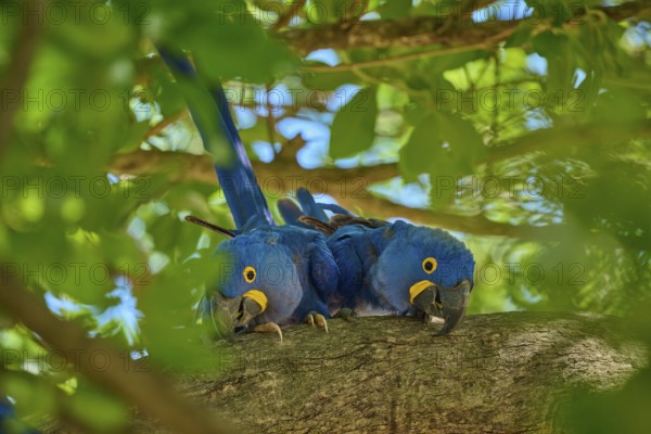 Two Hyacinth Macaws resting close together on a branch, Hyacinth Macaw (Anodorhynchus hyacinthinus), Pantanal, UNESCO Biosphere Reserve, World Heritage Site, Mato Grosso, Brazil