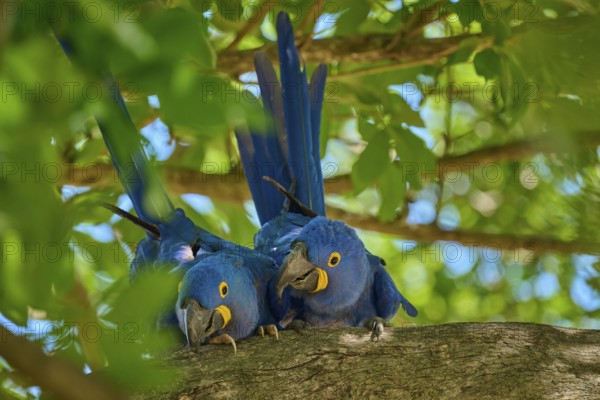Two Hyacinth Macaws on a tree branch, surrounded by green foliage and tropical atmosphere, Hyacinth Macaw (Anodorhynchus hyacinthinus), Pantanal, UNESCO Biosphere Reserve, World Heritage Site, Mato Grosso, Brazil