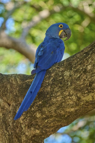 A single Hyacinth Macaw observing the surroundings from a tree branch, Hyacinth Macaw (Anodorhynchus hyacinthinus), Pantanal, UNESCO Biosphere Reserve, World Heritage Site, Mato Grosso, Brazil