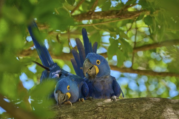 Two relaxed Hyacinth Macaws resting on a branch, surrounded by light-coloured foliage and blue, Hyacinth Macaw (Anodorhynchus hyacinthinus), Pantanal, UNESCO Biosphere Reserve, World Heritage Site, Mato Grosso, Brazil