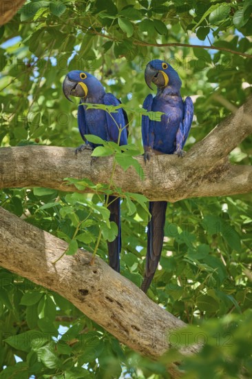 Two Hyacinth Macaws sitting attentively on a tree branch, Hyacinth Macaw (Anodorhynchus hyacinthinus), Pantanal, UNESCO Biosphere Reserve, World Heritage Site, Mato Grosso, Brazil